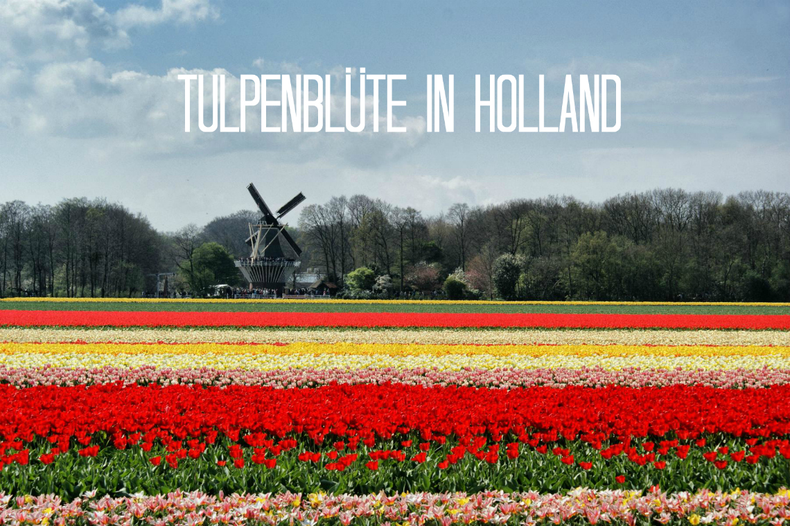 Frühlingszauber: Tulpenblüte in Holland erleben